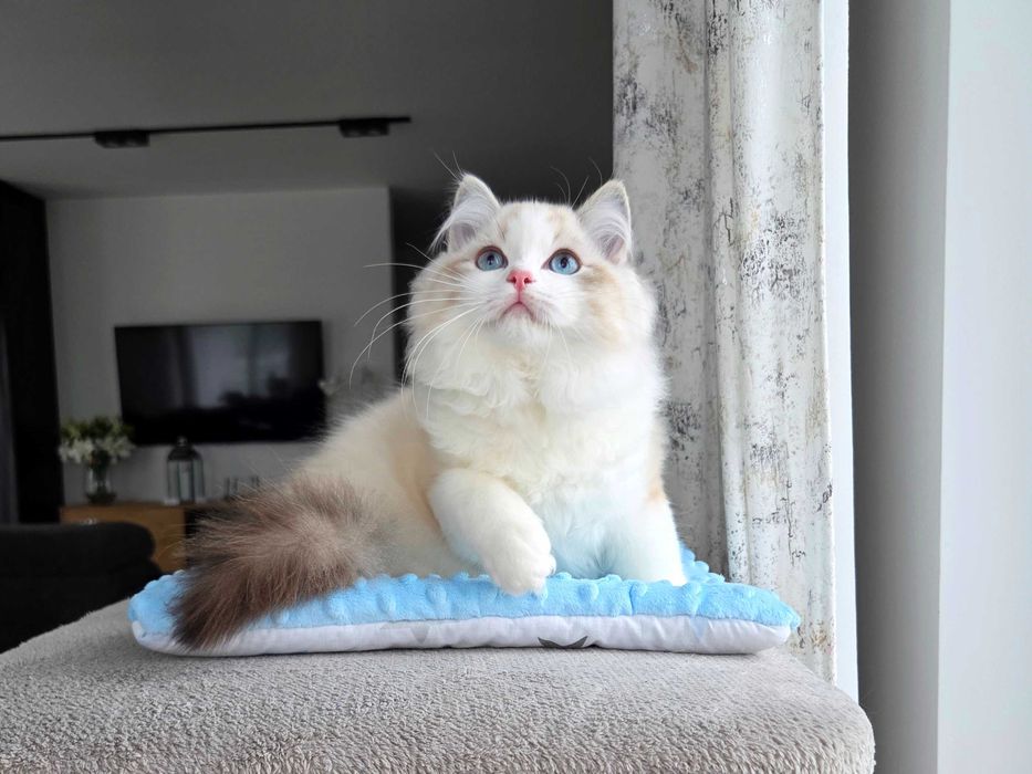 Ragdoll kocur z rodowodem FPL.