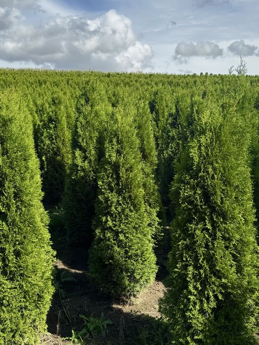 Gęsta Tuja Szmaragd 150-160cm Dostawa Sadzenie Producent