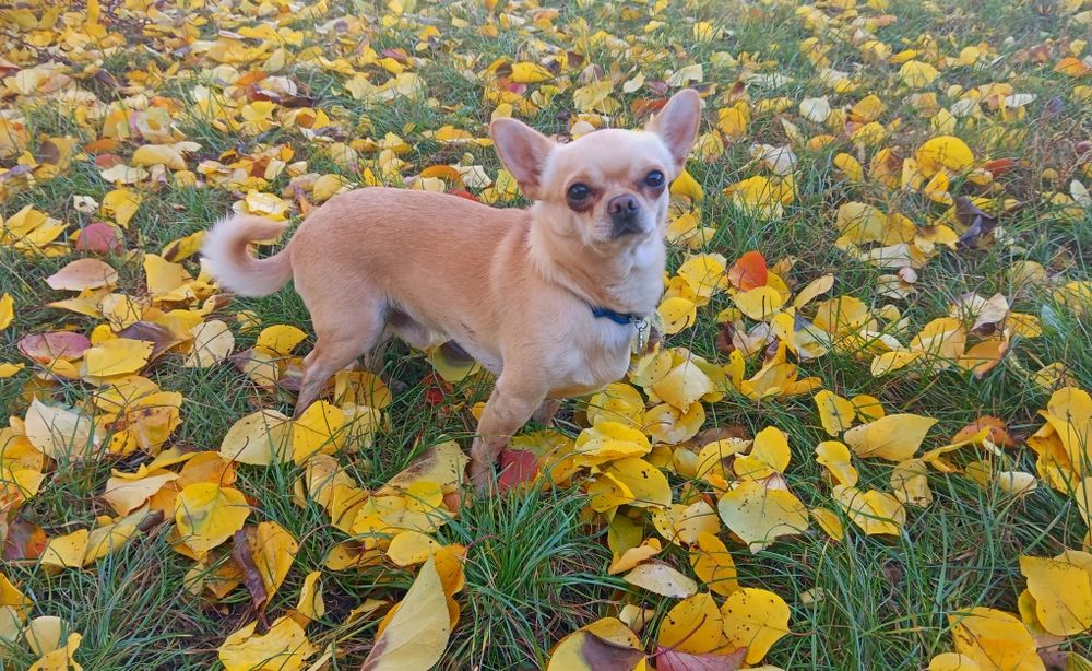 Ищем девочку для вязки