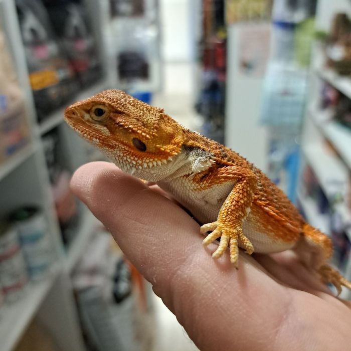 Agama brodata GRUBY KOCUR sklep zoologiczny Rzeszów ul. Leska 2