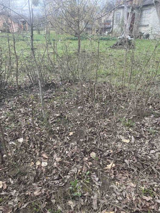 Саджанці кізилу Львів