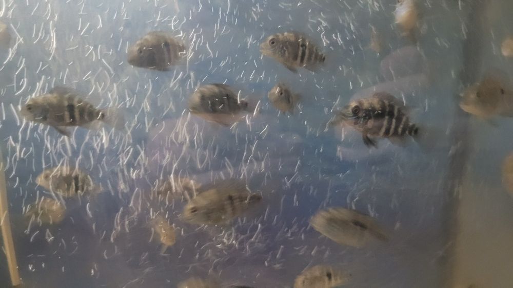 Акара бірюзова (мальок)