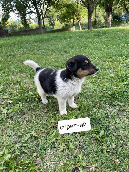 Цуценята шукають свій дім