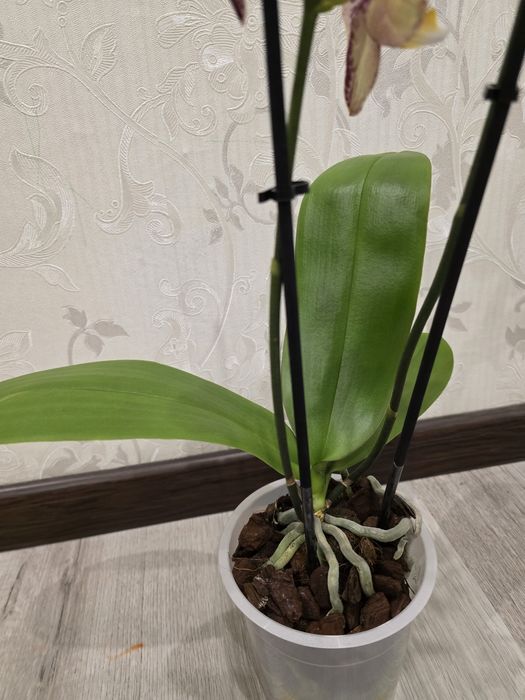 Шикарна Орхідея Пініф