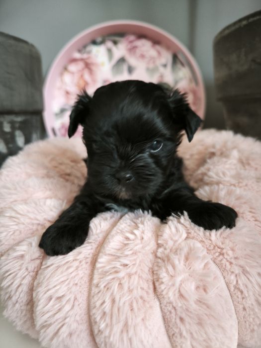 Yorkshire terrier boy