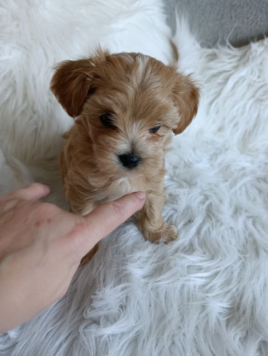 Maltipoo -cudowny  piesek