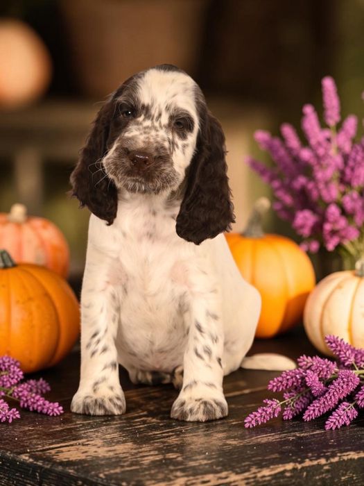 Springer Spaniel Angielski FCI