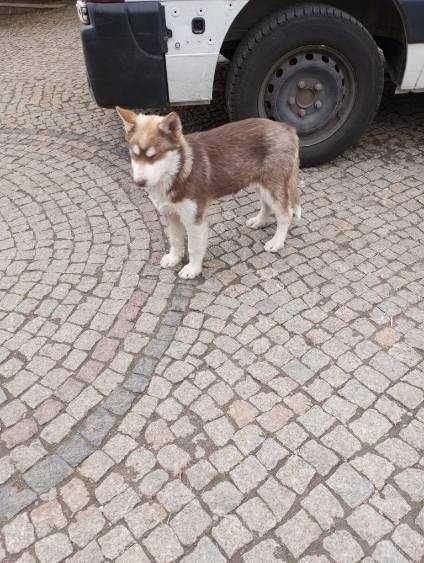 Szczeniak Rasy Syberian Husky z rodowodem.