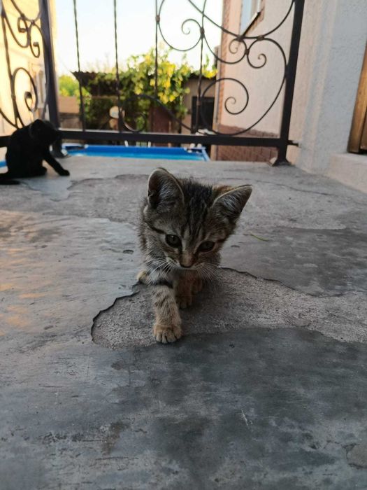 Котики Крисоловки!!