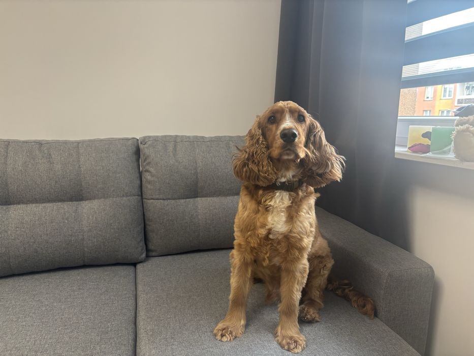 Domowa opieka nad psem. Hotel domowy dla psa