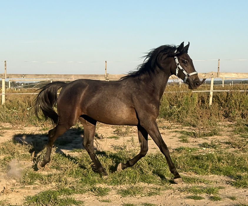1,5 roczny ogier