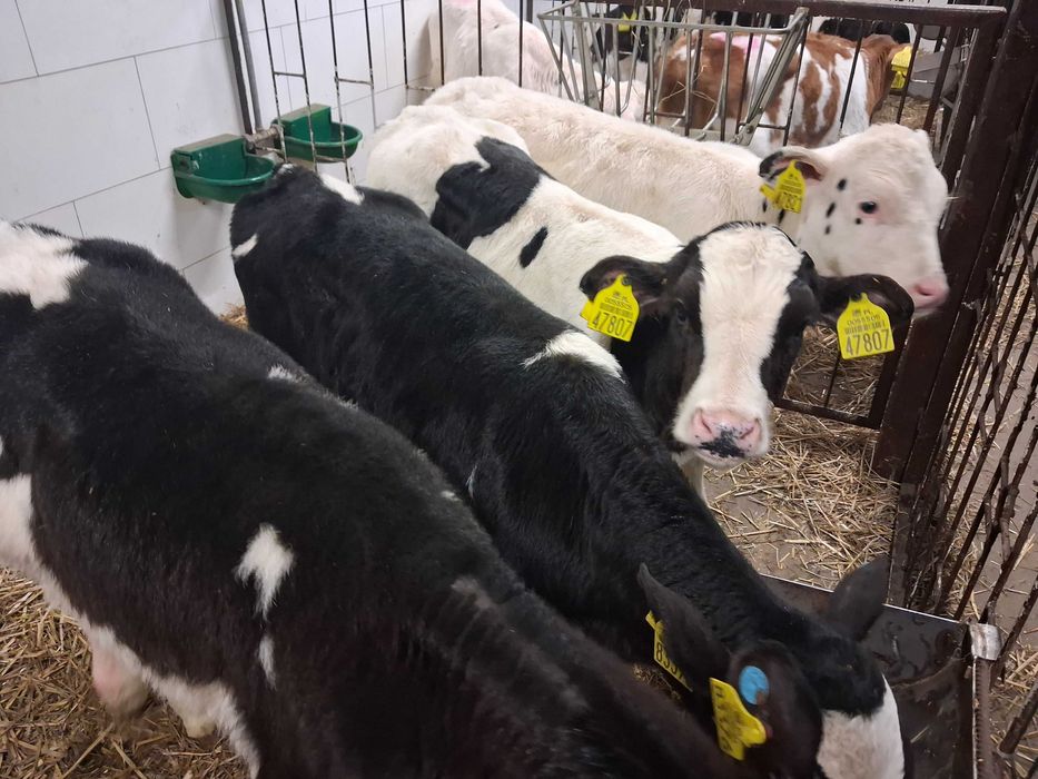 cielaki cielęta byczki