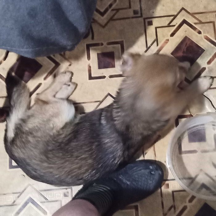 Маленька стерильна собака