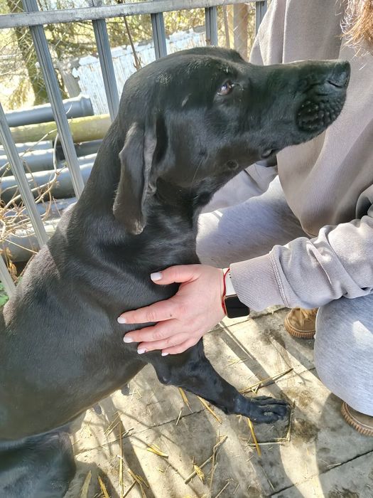 ZNALEZIONO dwie suczki-siostrzyczki