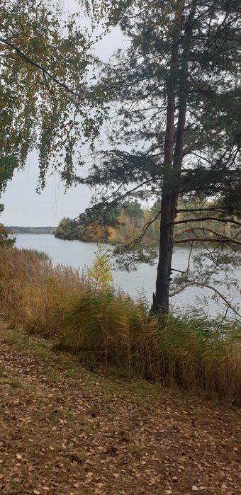 Топ-ділянка. Ексклюзив, 83 сот в лісі, Тетерівський масив