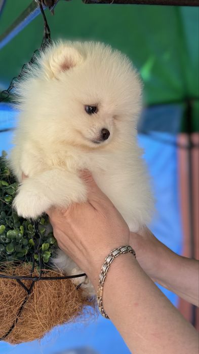 Шпицік хлопчик білий