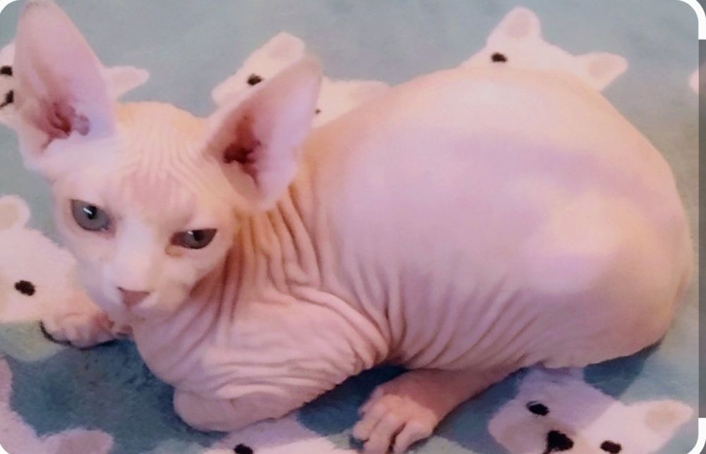 Кошечка,1,5 года.