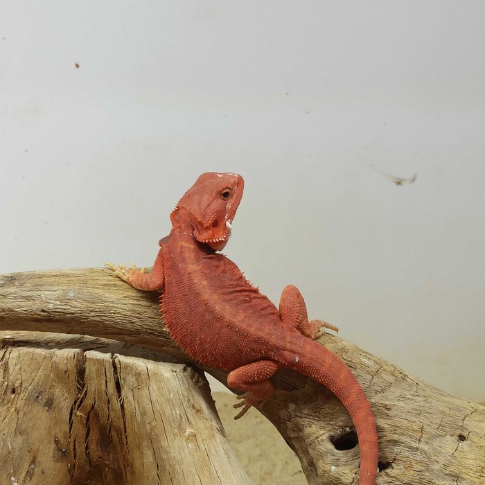 Agama brodata Red Extreme trans lb