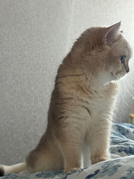Котик британець короткошерстий