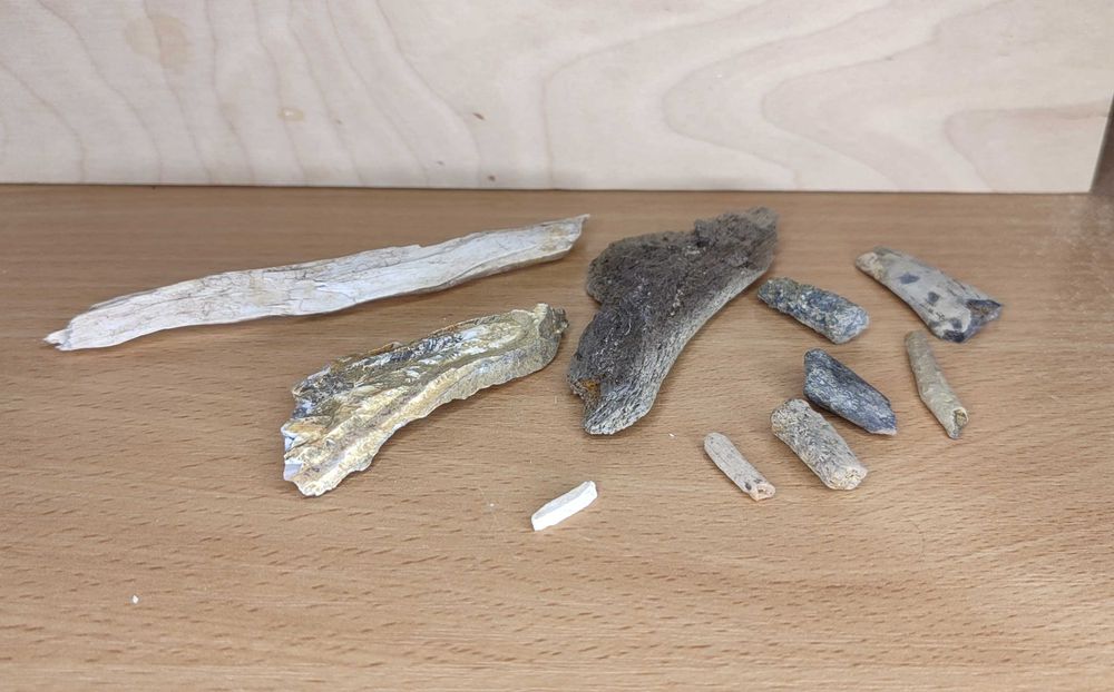 Коллекция Камней и Окаменелостей