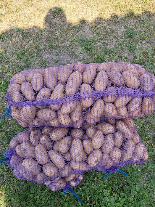 Продам картоплю.