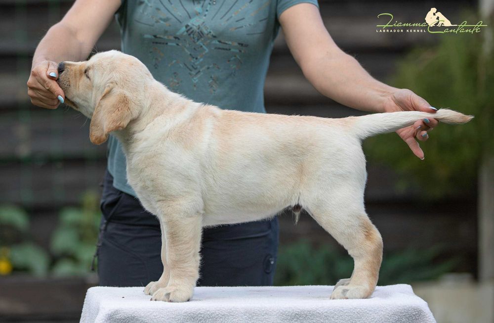 Цуценята лабрадора з яскравою зовнішністю