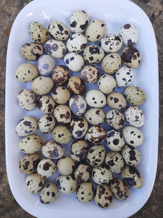 Ovos de Codorniz