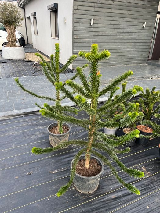 Araukaria Małpie Drzewo 130 cm wysokości