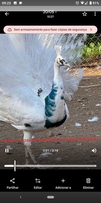 ovos férteis de galinhas de varias raças, pavões e patos por encomenda