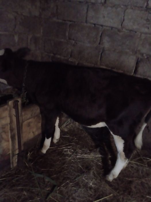 Продам бичка і теличку