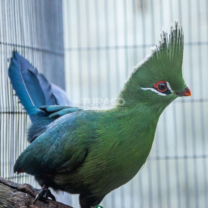 Turaco de livingstone