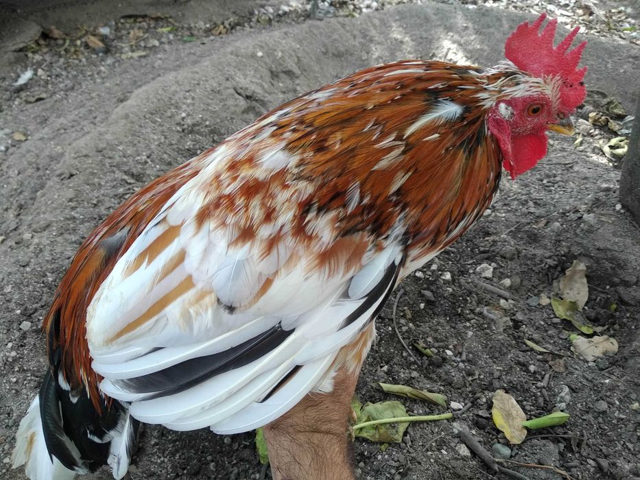 Garnizes crescidos Machos