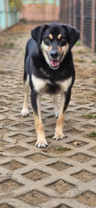 Piękny, dwuletni, delikatny chłopczyk do adopcji