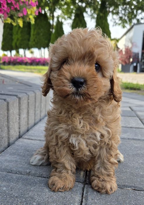 Cavapoo F1B Samczyk  hybryda ras