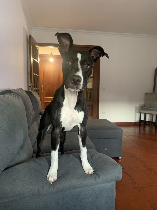 Adoção para Estrela  “Nova Familia”