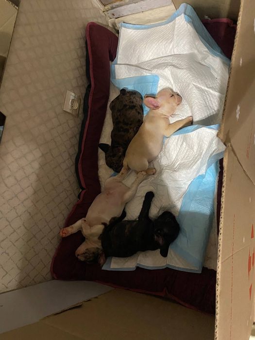 Французький бульдог