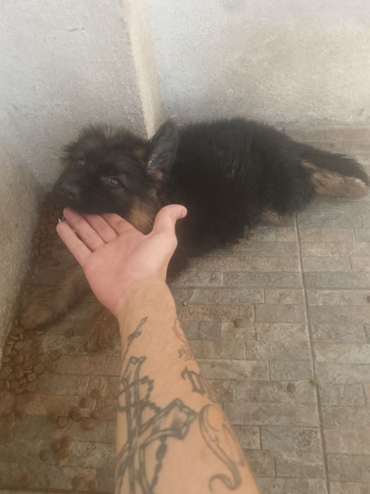 Fêmea Pastor alemão puro pêlo longo