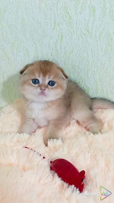 Хлопчик золота шиншила. Шотландський висловухий