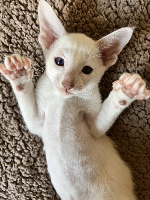 Орієнтальний хлопчик в рідкісному окрасі пойнт-біколор