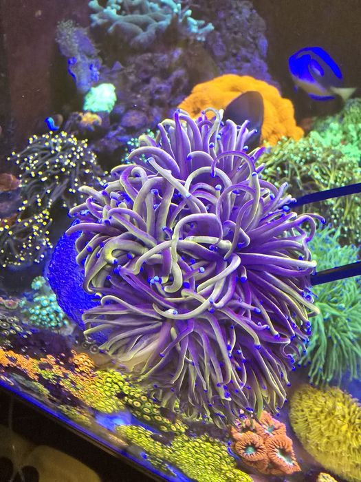 Euphyllia / Euphylia Glabrescens