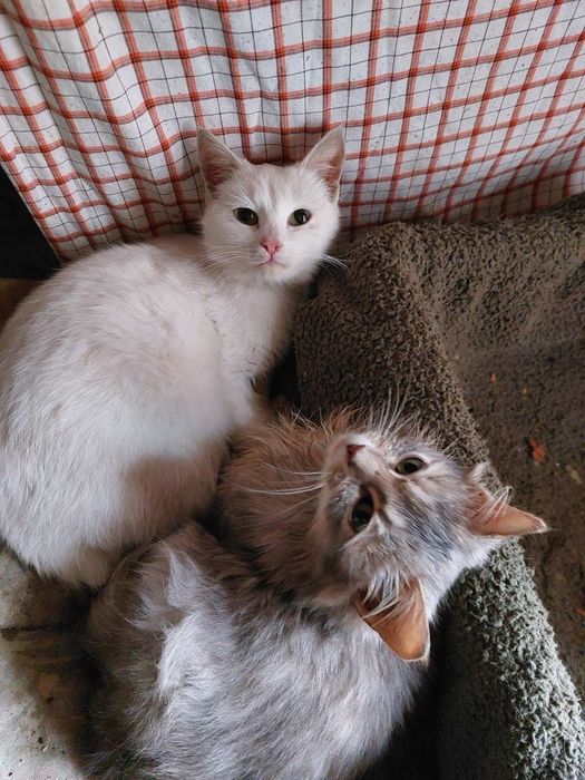 Терміново шукають родину молоді дівчата,.