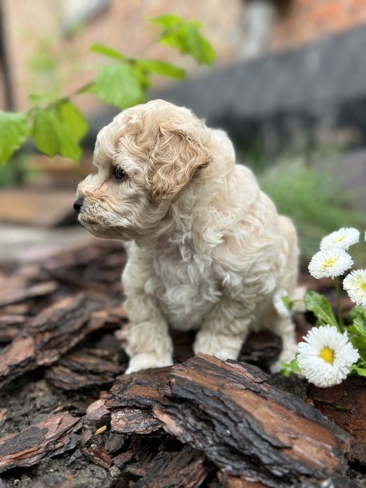 Мальтипу пушон мальчик пучеряшка с большими гоазами