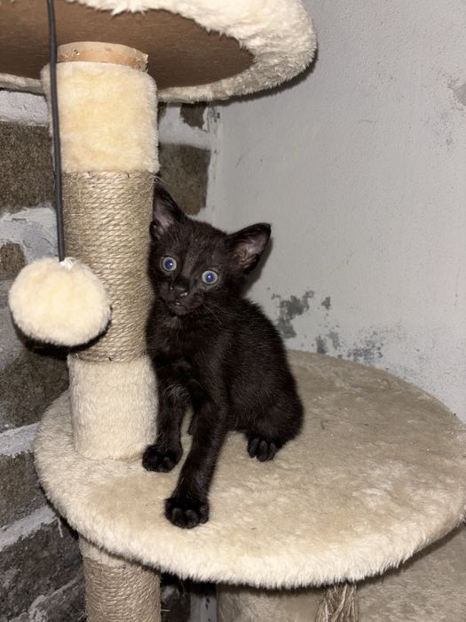 Gatinho para adocão