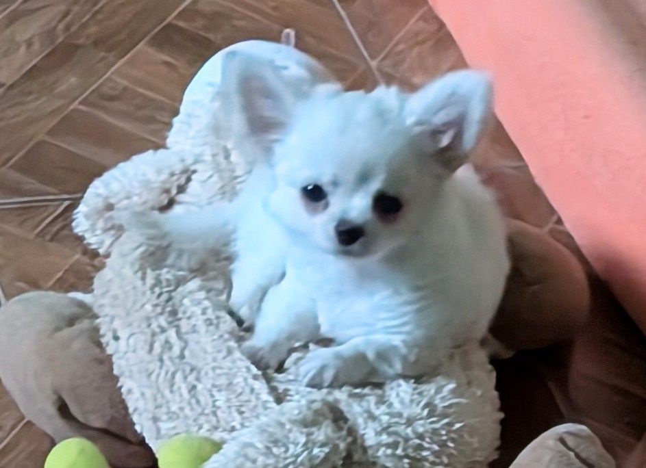 Chihuahua Sunia FCI