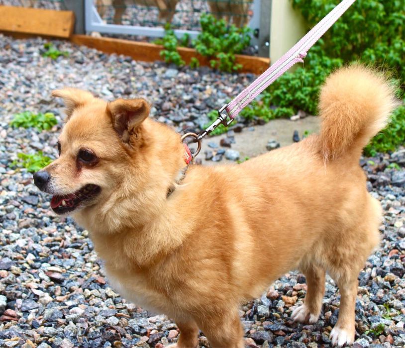 Віддаємо собачку Ромі