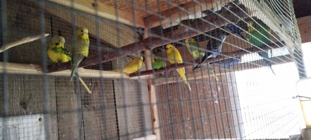 Papugi faliste nadwyżka