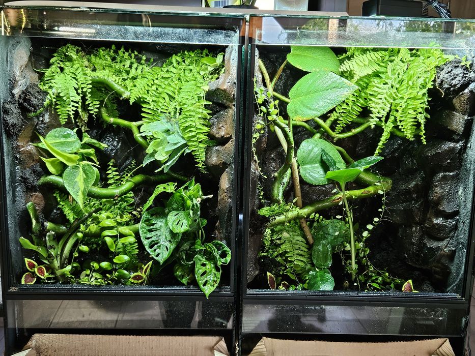 Terrarium tropikalne 40x40x60 gekon orzęsiony