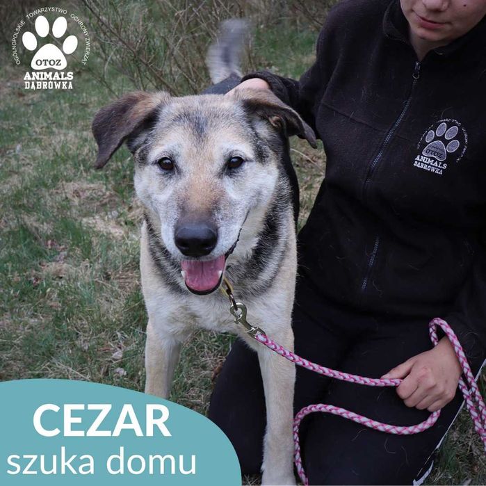 Cezar szuka domu!