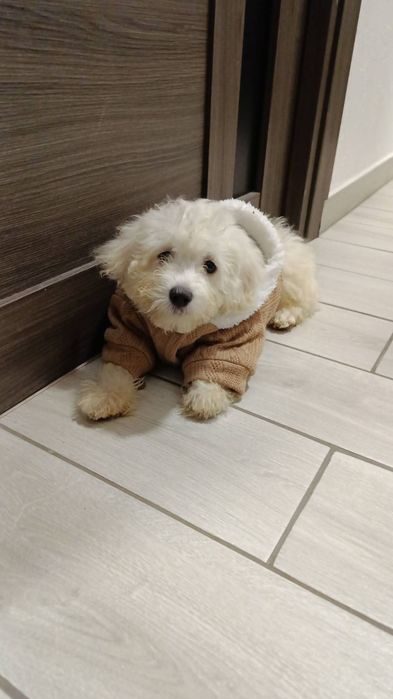 Продам мальтипу мальчика 4 месяца