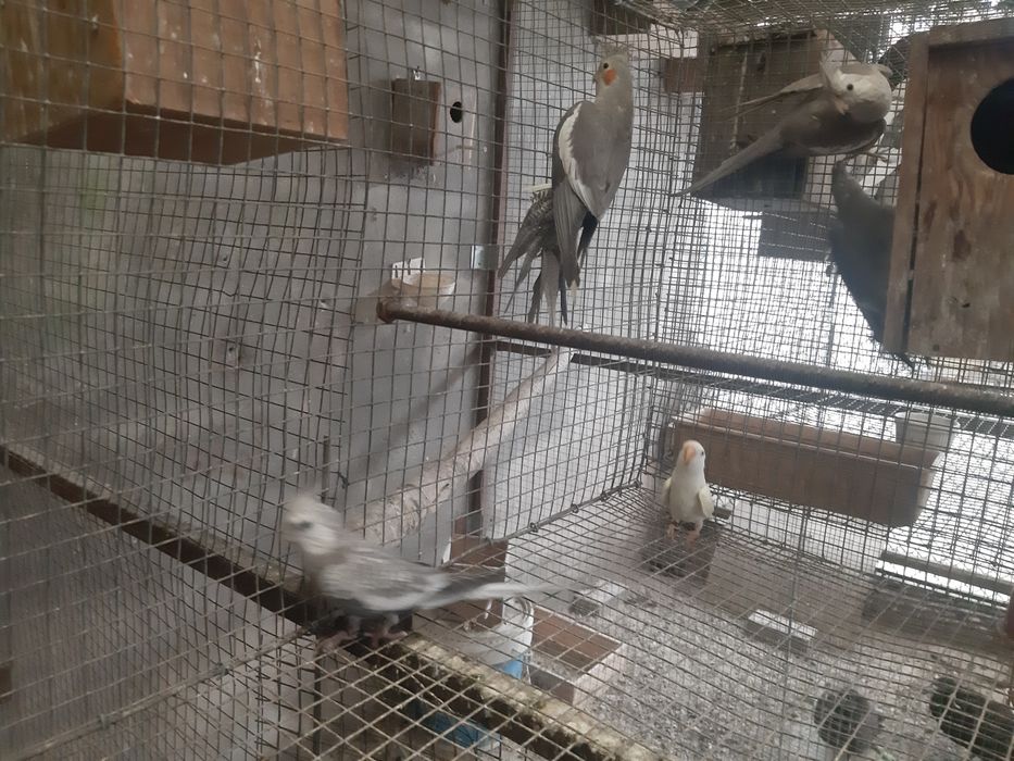 Cedência  caturras e agapornis 2025